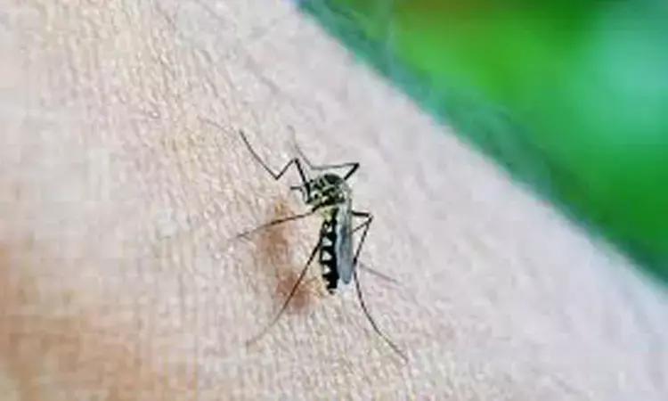 Higher Dose Of Primaquine Effective For Malaria Relapse Prevention: NEJM