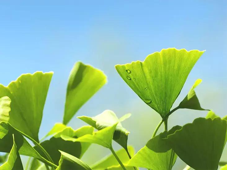 Ginkgo Biloba Leaf Extract May Prevent Diabetic Nephropathy, Finds Study