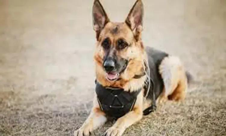 Dog Training Program Helps Bring Positive Outcomes In PTSD Treatment: Study