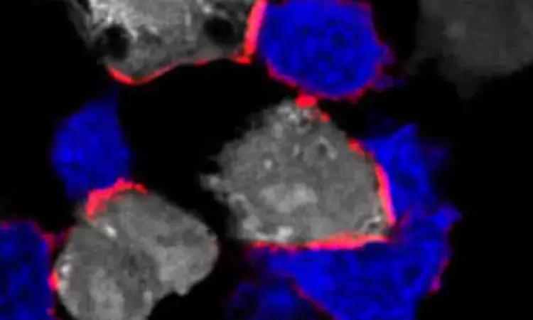 Magnesium Essential For Immune System, Including In The Fight Against Cancer