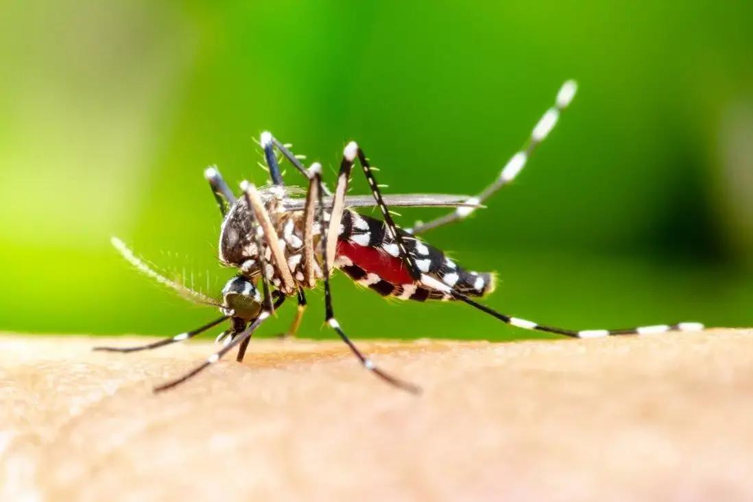Asymptomatic Malaria Suppresses Immune System And Must Be Treated: Study