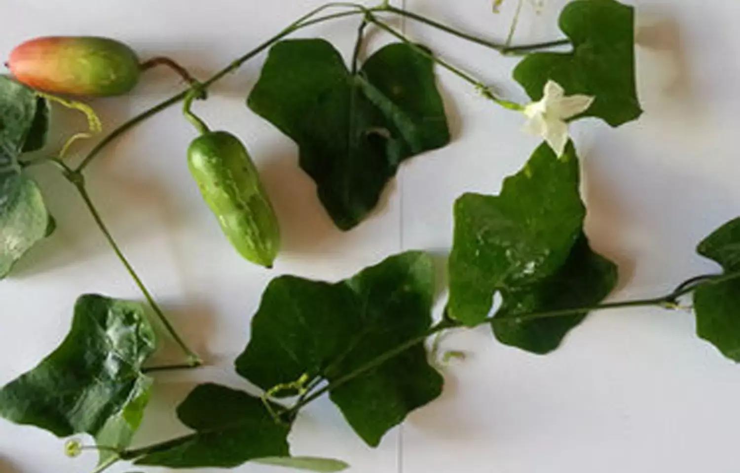 Newly Formulated Herbal Drug May Lower Blood Sugar In Early Diabetes: Study