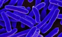 For Bacteremic UTI, Fosfomycin Not Noninferior To Comparators: Study